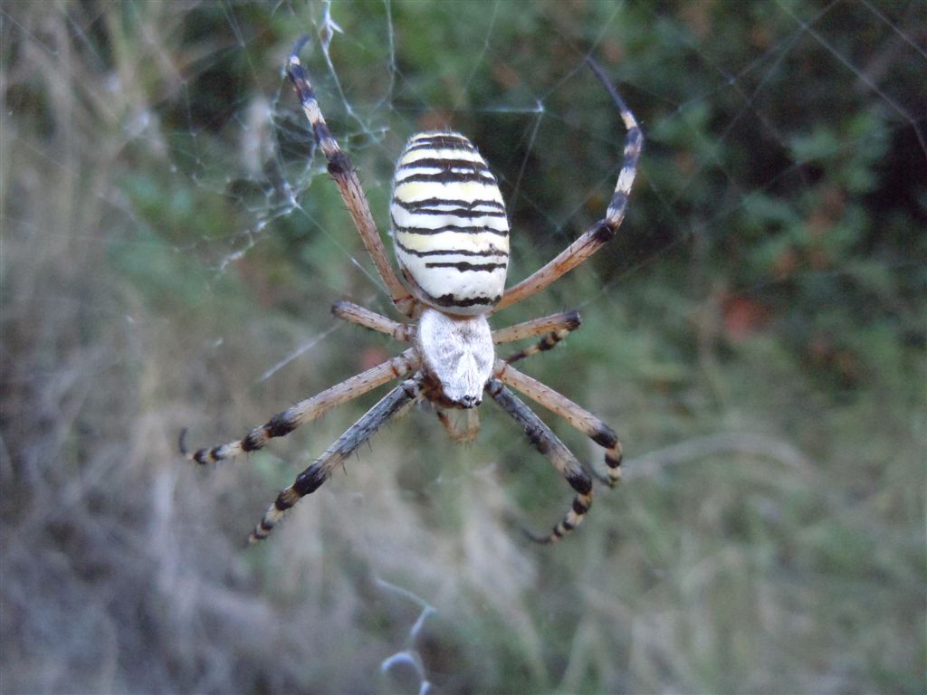 Argiope bruennichi + Argyrodes + dittero scroccone